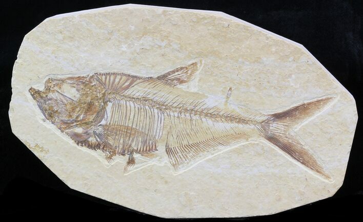 Detailed Diplomystus Fish Fossil From Wyoming #32826